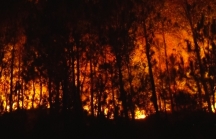 Chủ tịch Nghệ An chỉ đạo điều tra nguyên nhân cháy rừng hàng loạt
