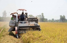 Nguy cơ xuất khẩu gạo sụt giảm do thiếu đầu ra