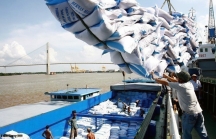 Việt Nam xuất khẩu gần 4 triệu tấn gạo trong 7 tháng đầu năm, đứng thứ 2 thế giới