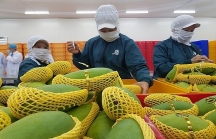 Xuất khẩu trái cây sang Mỹ vướng do thiếu kiểm dịch viên