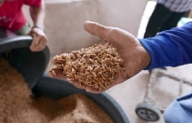 Giá gạo Việt Nam có thể tiếp tục tăng cao trong vài tháng tới