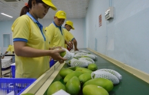 Cục Bảo vệ thực vật sẽ làm việc với hải quan Trung Quốc về chuyện trái cây mạo danh