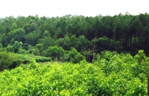 Chi 17 tỷ đồng thực hiện dự án Quản lý rừng bền vững tại Quảng Bình