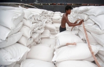 Giá gạo xuất khẩu Việt cao nhất trong 10 năm qua
