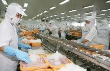Saudi Arabia cho phép 12 DN Việt Nam được xuất khẩu thủy sản trở lại