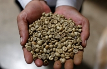 Việt Nam trở thành nước cung ứng cà phê hàng đầu vào Nhật Bản nhờ COVID-19