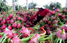 Hoa quả Việt xuất sang Trung Quốc: Nhiều tiềm năng còn bỏ ngỏ
