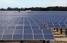 Bình Định tiếp tục xin chuyển hơn 126 ha rừng để làm điện mặt trời