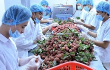 Kim ngạch xuất nhập khẩu nông sản Việt Nam - Trung Quốc 9 tháng đạt 9,8 tỷ USD