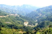 Bộ Nông nghiệp đề nghị Quảng Nam cân nhắc việc chuyển mục đích sử dụng rừng để làm đường