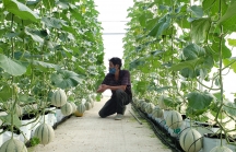 Đà Nẵng kêu gọi Hà Lan đầu tư vào nông nghiệp công nghệ cao