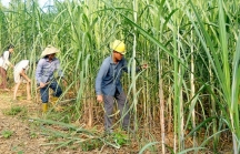 Bộ Công Thương điều tra chống bán phá giá một số sản phẩm đường mía xuất xứ từ Thái Lan