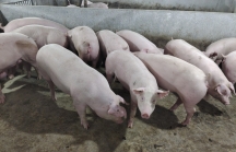 KDI Holdings chi 2.000 tỷ đồng xây dựng trang trại nuôi lợn công nghệ cao
