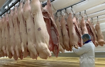 Nhập nửa triệu con lợn Thái Lan, mùa Tết giá thịt vẫn ồ ạt tăng