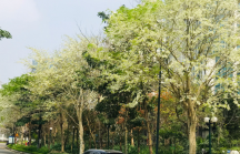 Ấn tượng sắc xuân tại Ciputra Hanoi