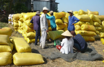 Thị trường lúa gạo: Diễn biến không theo thông lệ