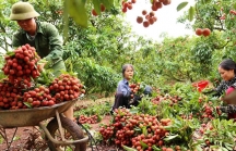 Phó Thủ tướng Lê Văn Thành chỉ đạo hỗ trợ tiêu thụ nông sản tỉnh Bắc Giang