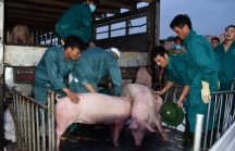 Việt Nam ngừng nhập khẩu lợn sống từ Thái Lan