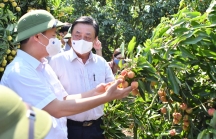 Bộ trưởng Lê Minh Hoan: Nên bỏ từ 'giải cứu nông sản'
