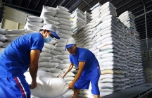 Xuất khẩu gạo đón 'làn sóng' phục hồi