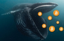 ‘Cá voi’ bắt đáy, Bitcoin chuẩn bị tăng mạnh?