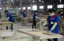 250 tỷ đầu tư nhà máy chế biến gỗ ở Bình Định