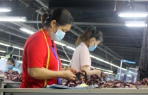 Kinh tế phục hồi, doanh nghiệp tại Đà Nẵng 'tăng tốc' sản xuất