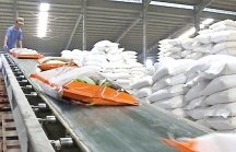 Gặp nhiều yếu tố bất lợi, gạo xuất khẩu nguy cơ bị 'giảm giá trị'