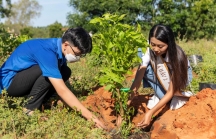 NovaGroup tiếp tục hành trình 'Triệu cây xanh cho cuộc sống bừng sáng' tại Phan Thiết
