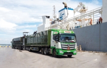Thilogi cung ứng dịch vụ vận chuyển gia súc chuyên nghiệp