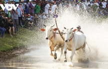Ấn tượng Lễ hội đua bò Bảy Núi An Giang