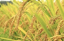 EVS Research gợi ý 3 mã ngành gạo