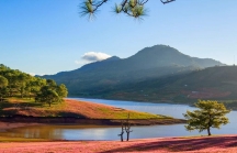 Mùa hội cỏ hồng Lang Biang 2022 diễn ra ở gần khu vực cây thông cô đơn
