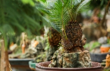 Vạn tuế mini bonsai chơi Tết giá hàng chục triệu ở Hà Nội