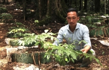 Khoanh nợ cho nhiều hộ dân trồng sâm Ngọc Linh tại Kon Tum