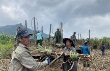 Nông dân trồng mía Phú Yên an tâm giá bán nhờ được bảo hiểm