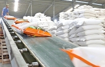 Xuất khẩu gạo được dự báo sẽ sôi động kể từ tháng 3