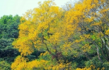 Rực rỡ sắc vàng hoa lim xẹt trên bán đảo Sơn Trà