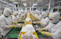 Trung Quốc ồ ạt mua tôm cá nhưng giảm 'ăn hàng' của Việt Nam