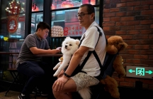 Các công ty Nhật Bản hào hứng trước thị trường thú cưng đang bùng nổ ở Trung Quốc