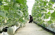 Nhiều doanh nghiệp muốn đầu tư vào nông nghiệp công nghệ cao ở Đà Nẵng
