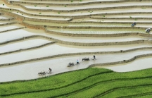 Lượng gạo lãng phí ở châu Á tạo ra hơn 600 triệu tấn khí nhà kính mỗi năm