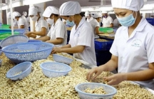 Vì sao doanh nghiệp Việt có nguy cơ mất trắng 4 lô hàng trị giá hơn 500.000 USD?