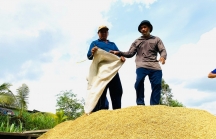 Giá gạo xuất khẩu đã hạ nhiệt