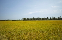 Hà Lan viện trợ 22 tỷ đồng nâng cao chuỗi giá trị lúa gạo Đồng bằng sông Cửu Long