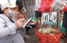 Trung Quốc sửa luật về bảo vệ động vật hoang dã, người nuôi tôm hùm bông Việt Nam điêu đứng