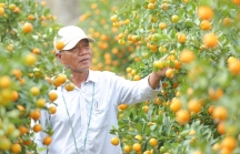 Quất cảnh 'cháy hàng', nông dân ở Quảng Nam hồ hởi đón Tết