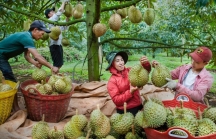 'Vua trái cây' Việt đổ bộ Trung Quốc, thị phần của Thái Lan giảm mạnh