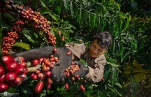 Xuất khẩu cà phê có thể vượt 1 tỷ USD hai tháng đầu năm