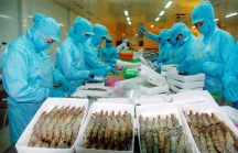 Úc phản hồi đề nghị của Bộ Công Thương về lệnh tạm ngừng nhập khẩu tôm chưa nấu chín
